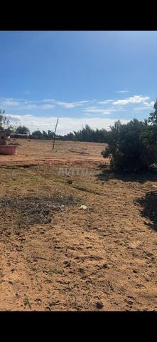 قريبة تيفلت 9 كم هكتار محفظ وبئر وبيت في مقام طلبة