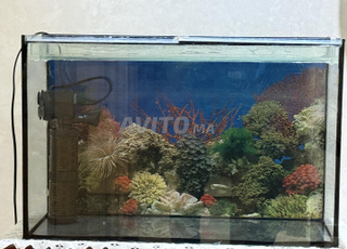 حوض سمك للسمك الأحمر، جديد