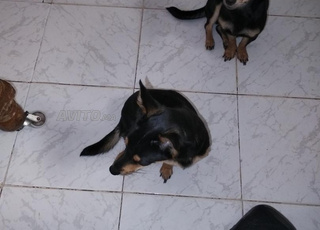 chien pinscher male et female