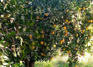 Ferme à louer 9 hectares près de la ville de Beni Mellal