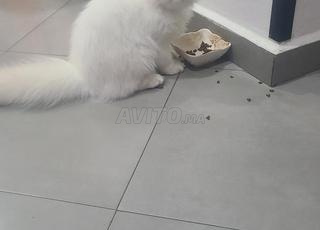 قطة جميلة للبيع