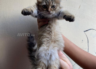 Chat sibérien race pure