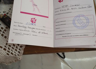 bouledogue français