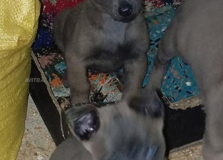 Malinois bleu chihaja 1500dh l'acheteur bienvenu Fès