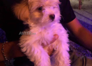 Bichon Havanais 3 mois