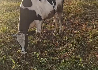 ضروبة هولشتاين سنان للحليب