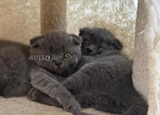 Chat Scottish fold et straight