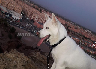 chihuahua/husky/malinois