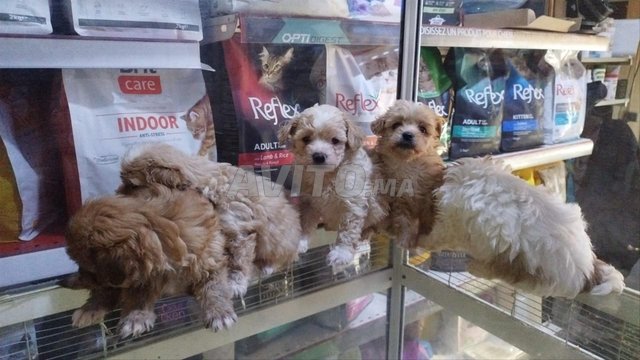 بيشون هافانيز