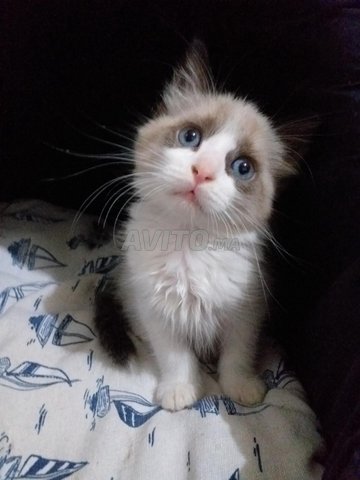 راجدول ذو شعر طويل