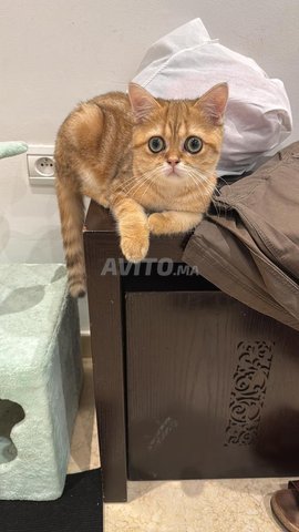 British Shorthair castré