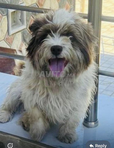 كانيش للبيع Caniche mâle – 2 ans