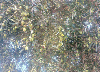 بيع غلة الزيتون