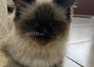 Chat Persan & Siamois