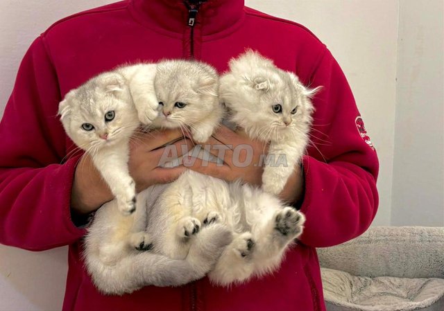 سكوتش بريطاني