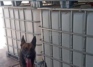 أنثى مالينو