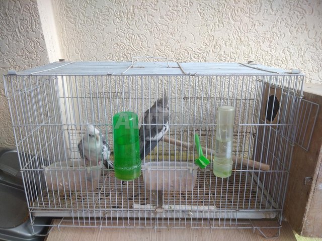 زوج ببغاء كالوبسيت للبيع