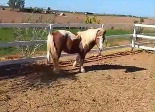 مهر شتلاند ذكر للبيع