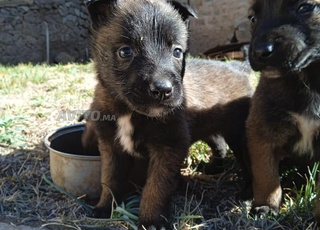 Chien malinois charbonné