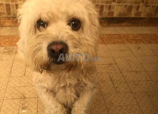 كلب كناري صغير متبقي