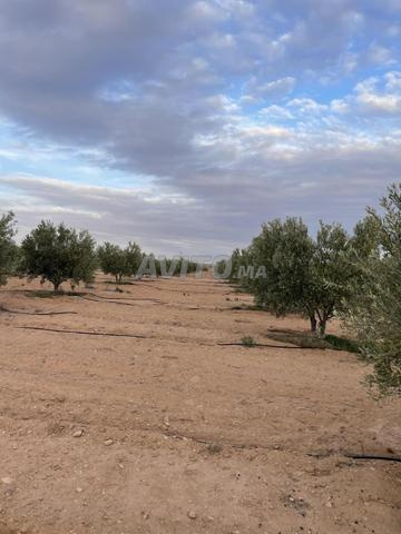 Ferme d'oliviers à GUERCIF
