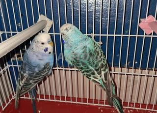 2 mâles perruches, grand oiseau