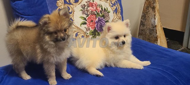 كلب صغير من نوع سبيتز