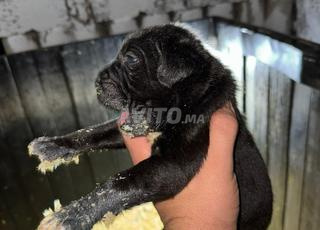 Top chiots caner corso