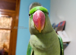 Oiseaux bien dressés