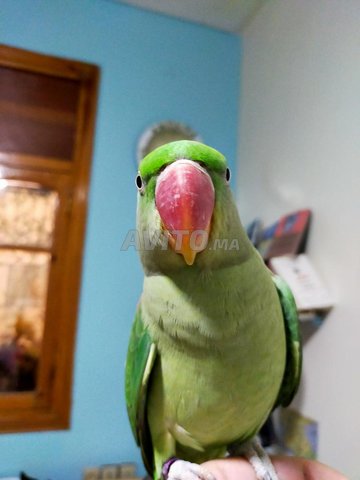 طيور مدربة تدريبا جيدا