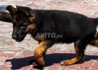 berger allemand chiot