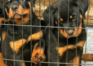 Rottweiler chiot