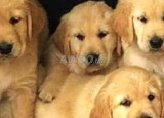 جولدن ريتريفر جرو