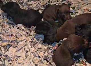 labrador chocolat chiot