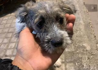 Kanich femelle de 3 mois