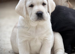 labrador chiot