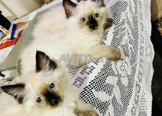 قطة هملايا عمرها شهرين