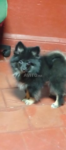 جرو سبيتز قزم