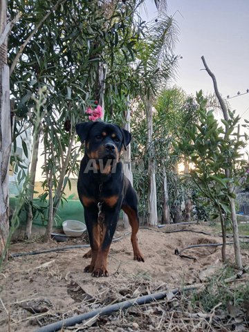 rottweiler bon dressage