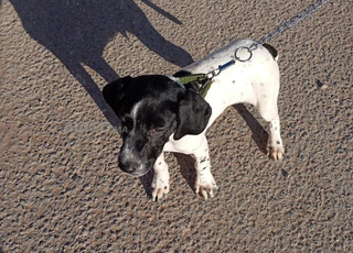 Jeune chien de chasse vacciné à vendre