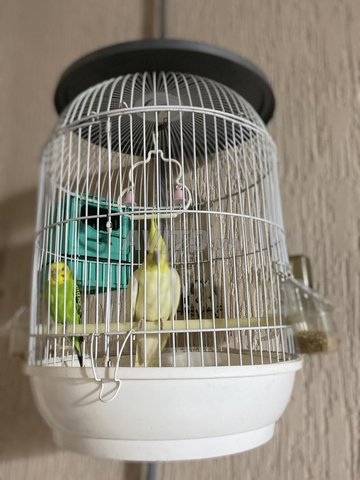 كالوopsite ذكر و piruche أنثى