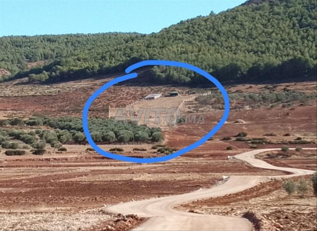 Terrain agricole clôturé et titré à vendre près de Sefrou