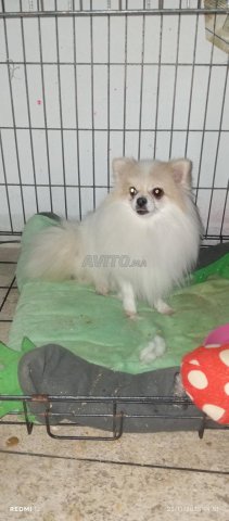 أنثى سبيتز قزم