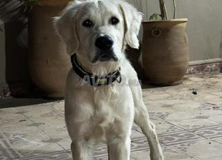 جولدن ريتريفر