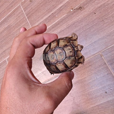 سلحفاة صغيرة