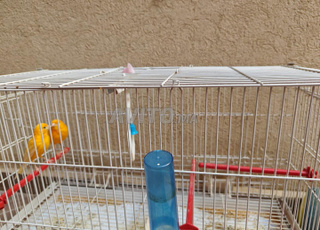 Canaris Jaune mâle et femelle