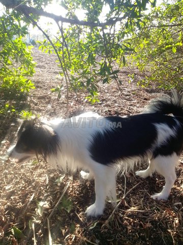 الرباط العكاري