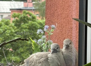 Terrain zone villa à californie
