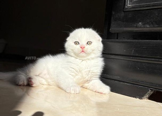 Scottish fold