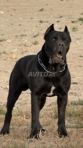 جراء Cane Corso مع شهادة النسب